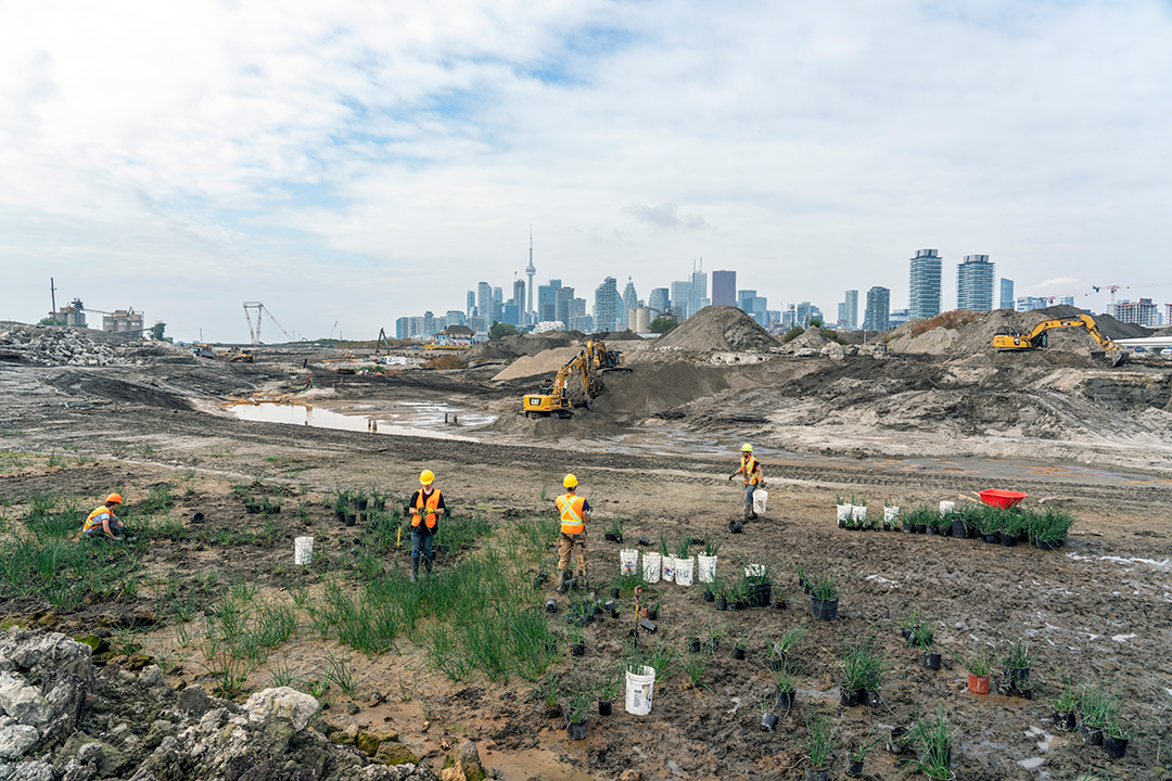 Team members harvesting plants from the historical seedbank. The skyline of Toronto is in the background.