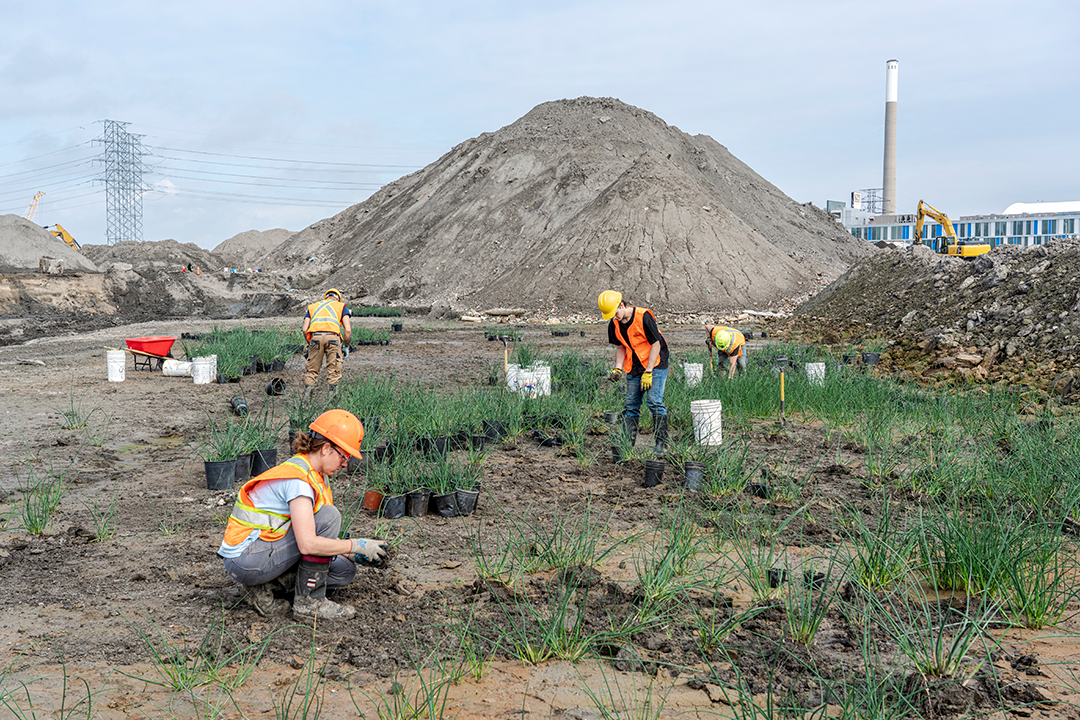 Crews harvesting the seedlings, a large pile of soil in the background.