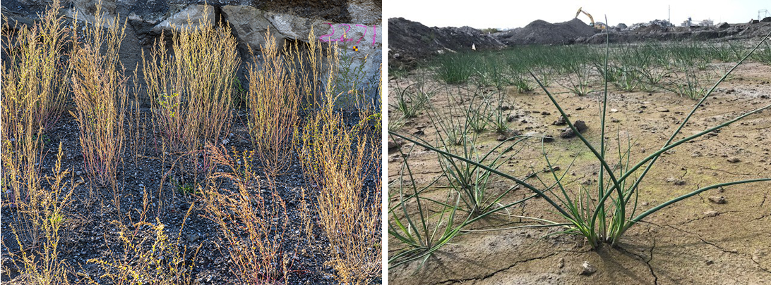 Left: weeds growing in the Port Lands. Right: Plants grown from the historical seedbank.