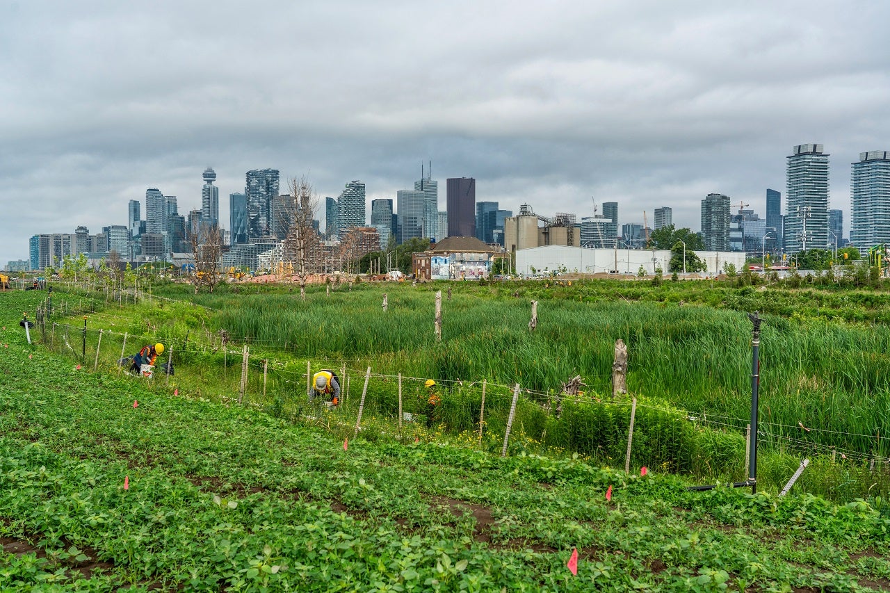 A large green wetland in front of the future neighbourhood on Villiers Island.