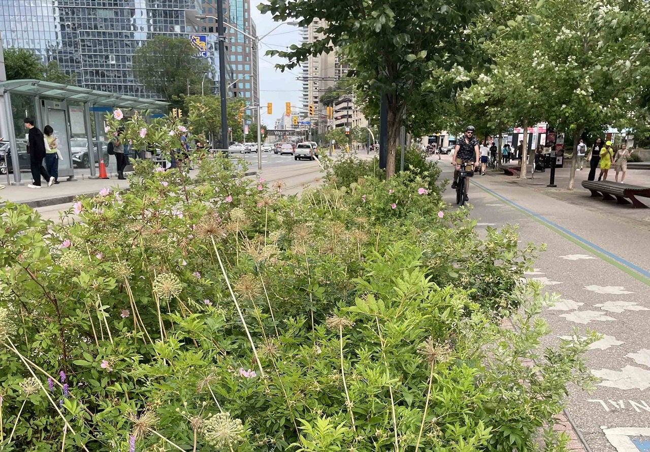 Photograph of street with shrubs in the forefront and view of the street in the rear..