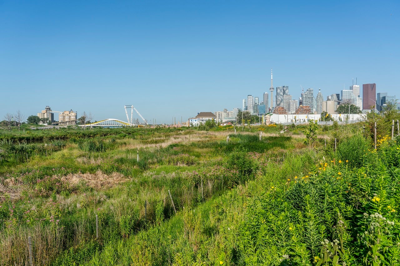 Toronto skyline with greenlands.