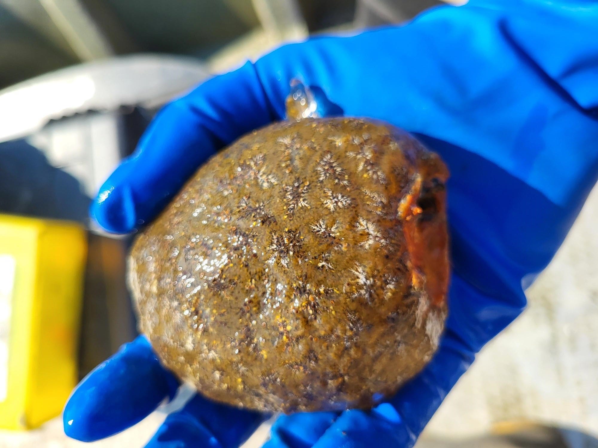 A person wearing blue gloves holds a small, round brown sea creature.