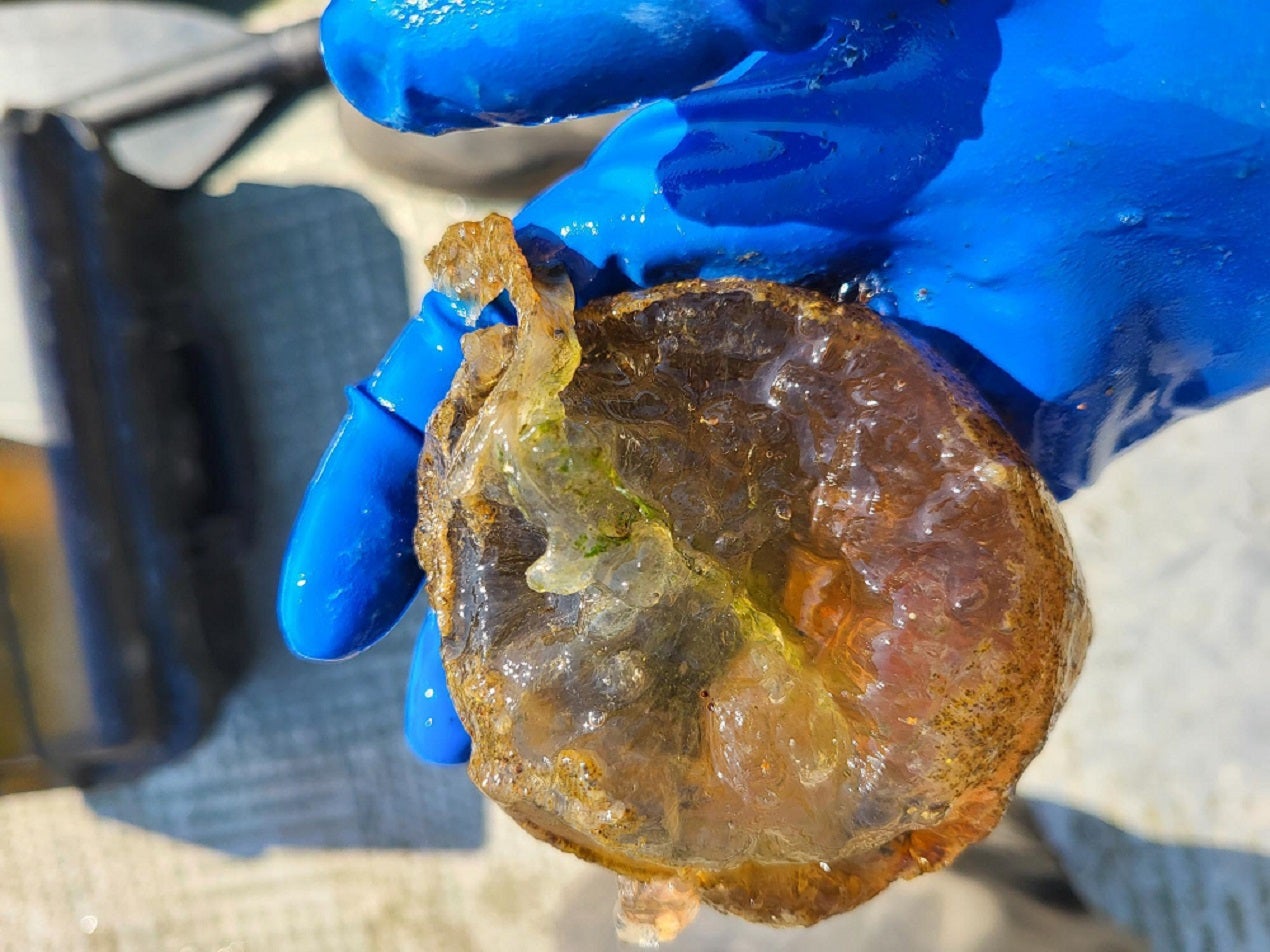 A person wearing blue gloves holding a translucent marine organism, above a boat deck.