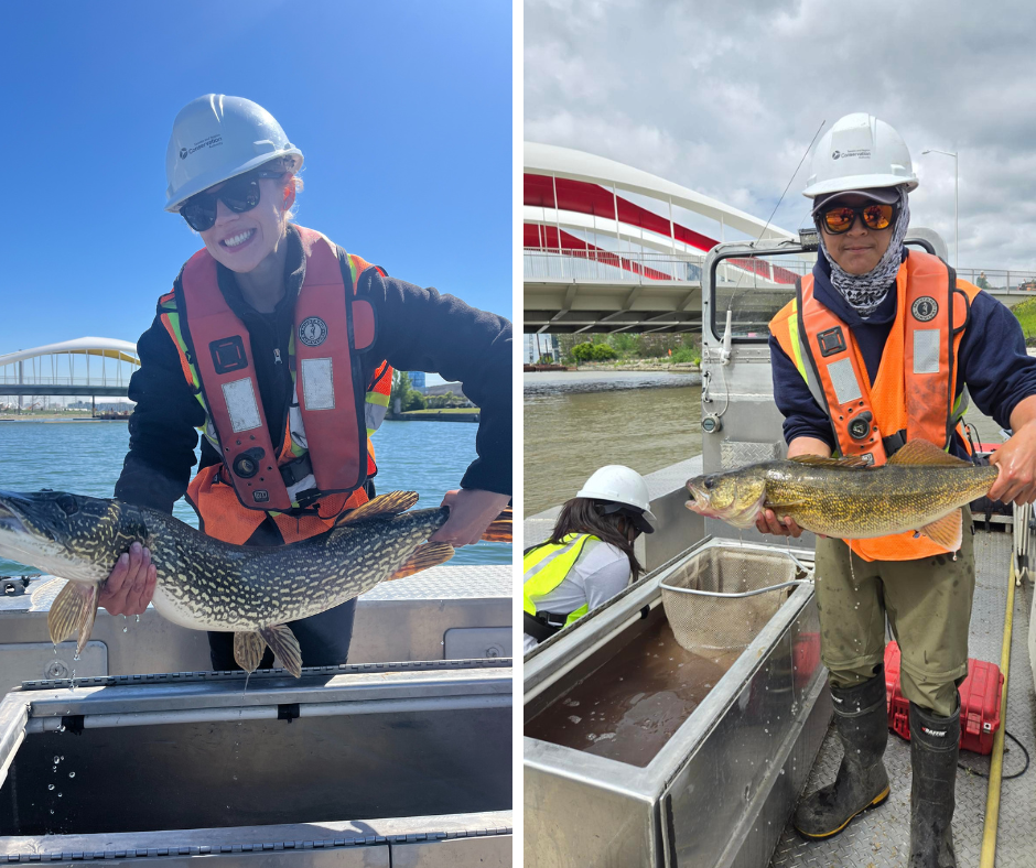 Two images of a person wearing a helmet and life jacket, holding a large fish on a boat, with a bridge visible in the background.