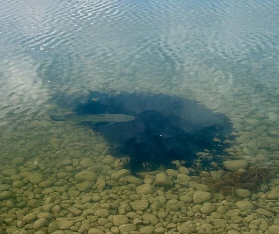 Underwater view of a large fish swimming close to the pebbly bottom of a clear water body.