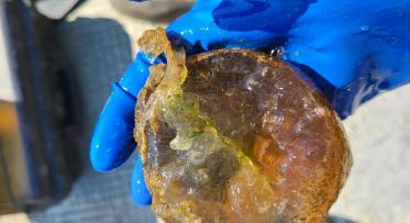 A person wearing blue gloves holding a translucent marine organism, above a boat deck.
